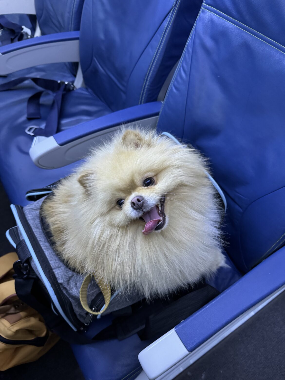 Prendre l’avion avec son chien