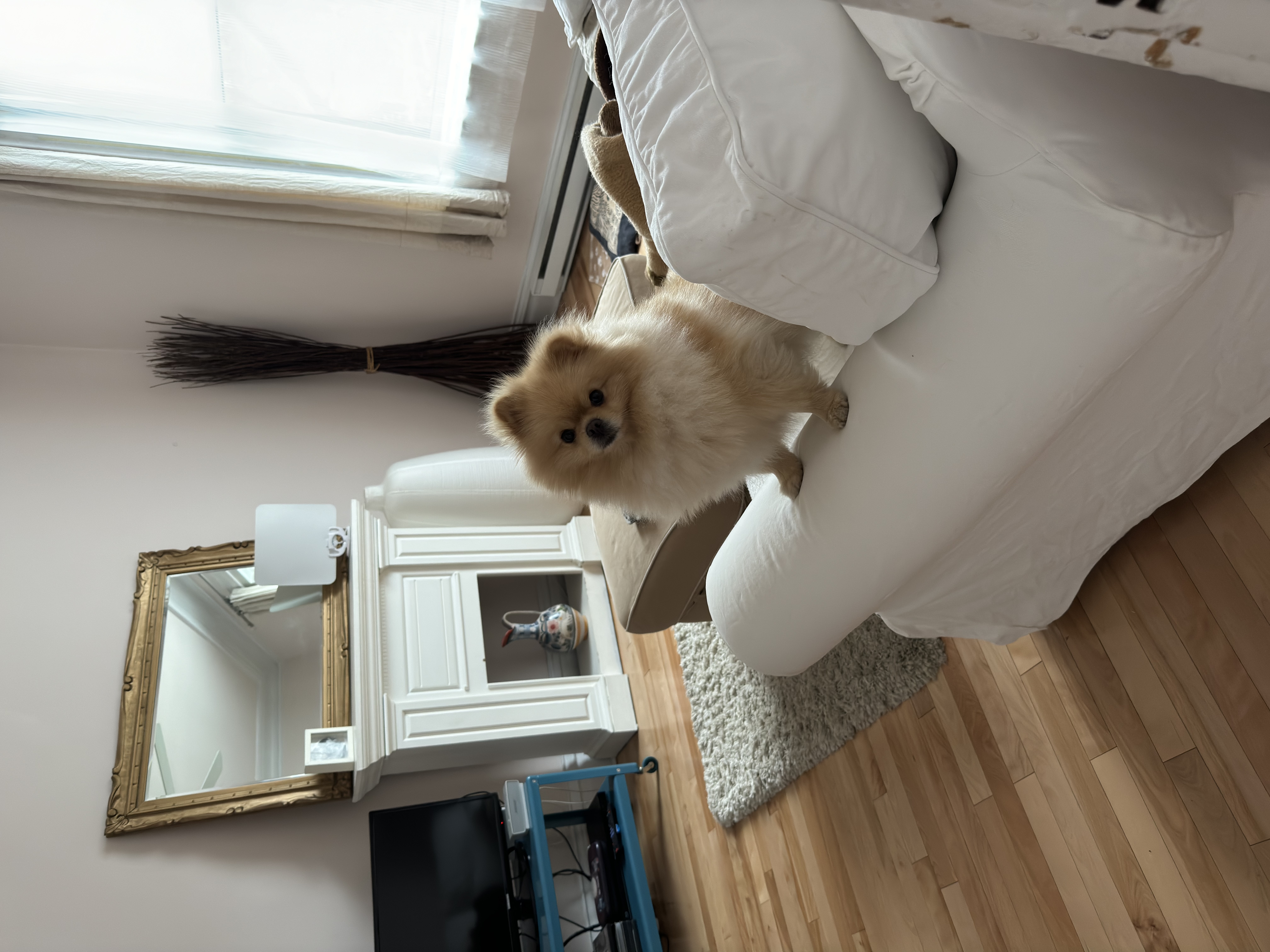 airbnb montréal qui accepte les chiens