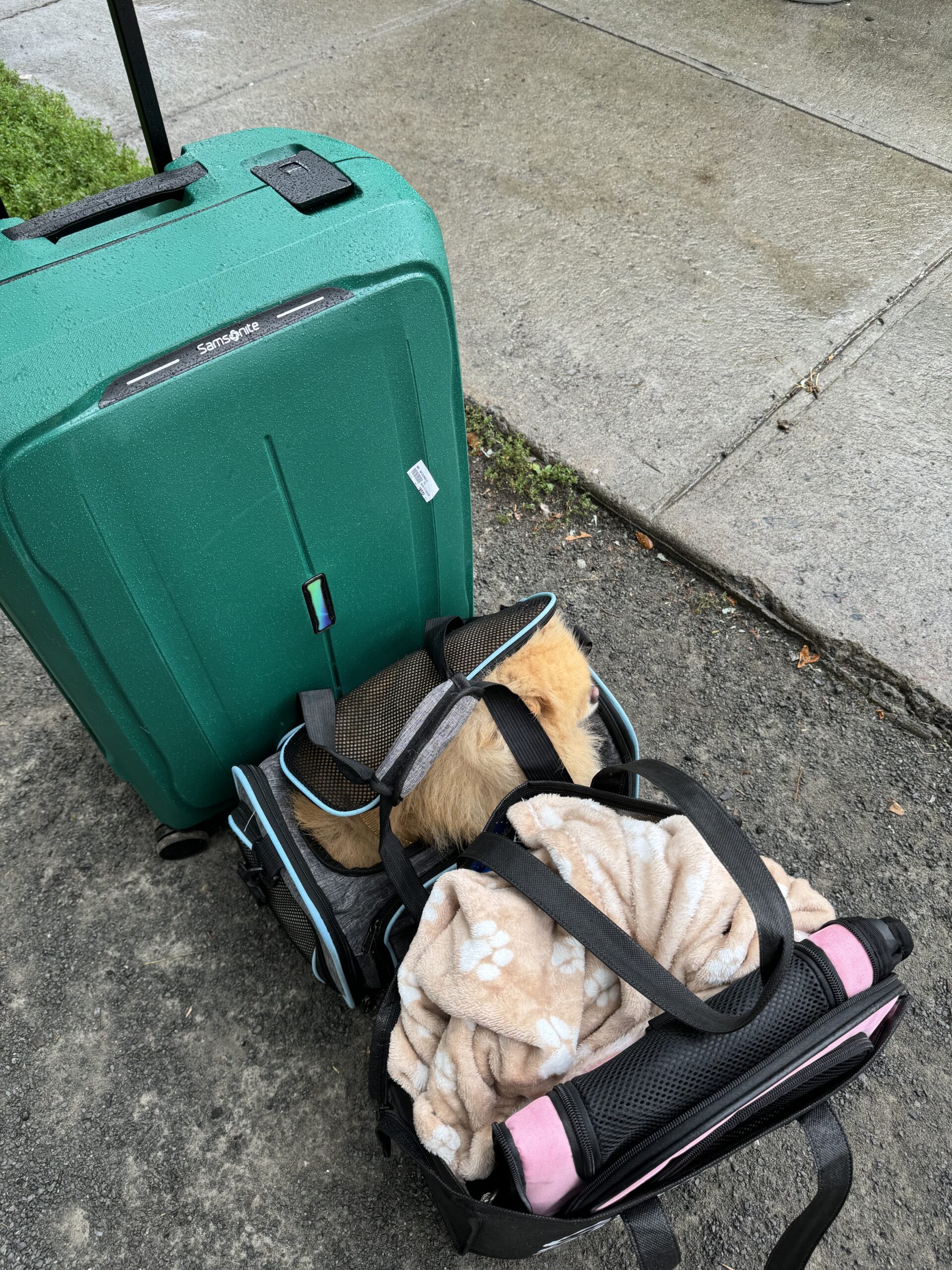 départ en pvt canada avec son chien